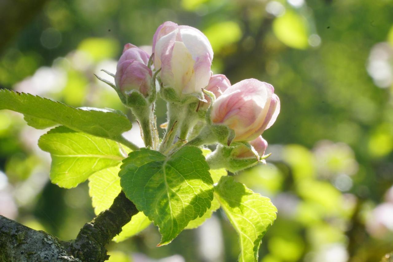 מלון Schwarzau am Steinfelde Flora Auf Gut Guntrams מראה חיצוני תמונה
